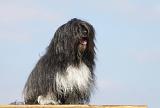 PETIT CHIEN LION 146
